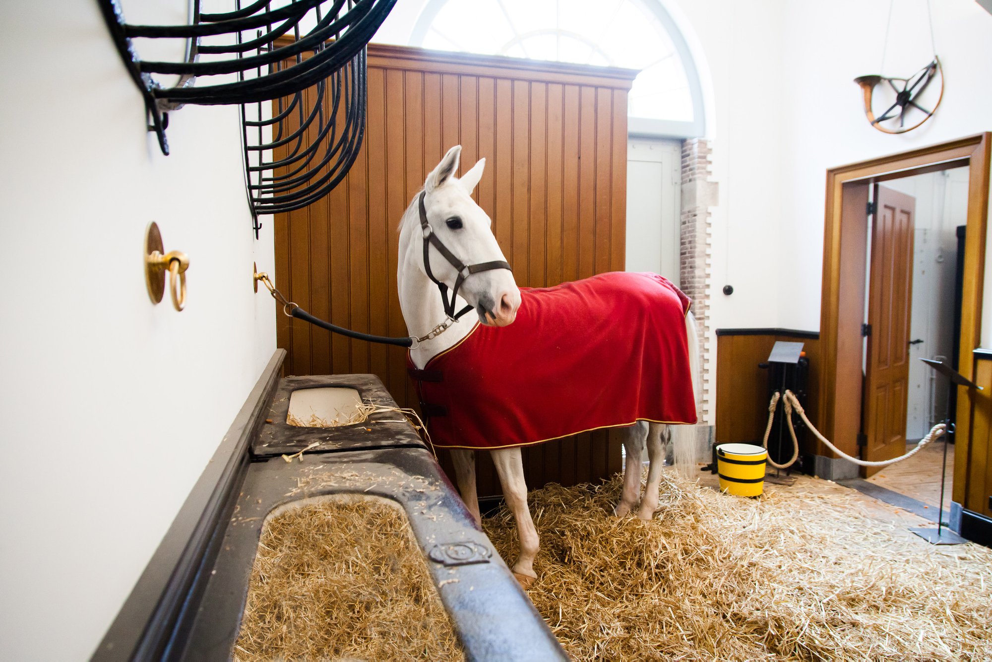 Wortels Voeren Aan Het Paard Van Sinterklaas